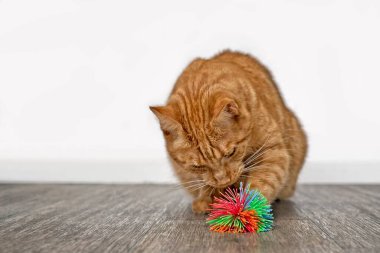 Oyuncak topla oynayan sevimli kızıl kedi..