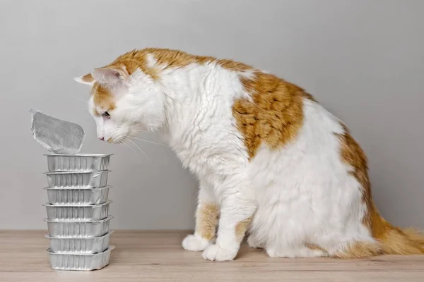 Söt Tabby Katt Ser Nyfiken Till Mat Skålar Bordet — Stockfoto
