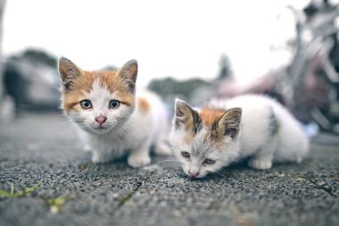 Portrait of two Stray Kitten abandoned in the street,