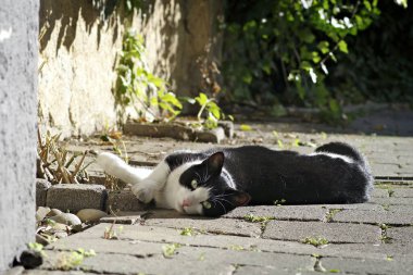 Siyah beyaz kedi dışarıda güneşleniyor ve kameraya bakıyor..