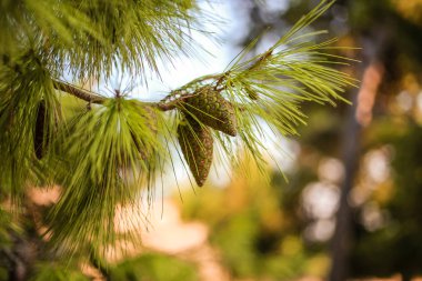 Arka plan bulanık üzerinde yeşil çam genç koniler ile de yakından görmek