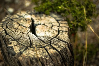 Eski güdük görünümünü yakın çekim