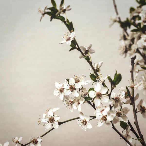 Άνοιξη blossom σε ανοιχτόχρωμο φόντο — Φωτογραφία Αρχείου