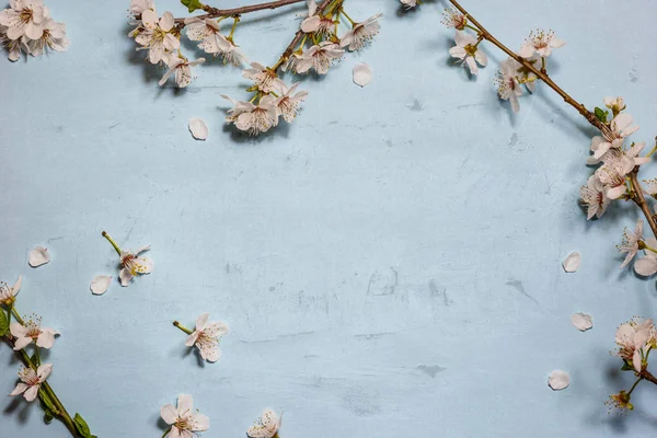 Primavera flor de manzana sobre fondo azul — Foto de Stock