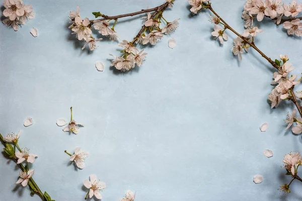 Primavera flor de manzana sobre fondo azul — Foto de Stock