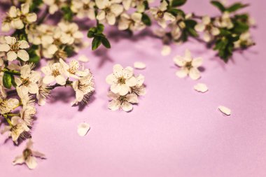 Mor arka planda Bahar çiçeği