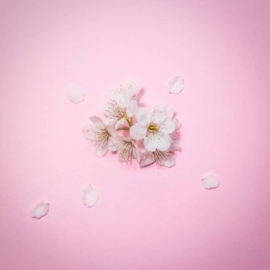 Pembe arka planda Bahar çiçeği