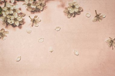 Mercan arka planda Bahar çiçeği