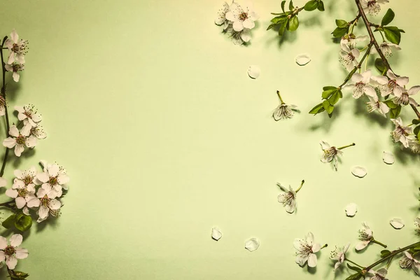Flor de primavera no fundo verde claro — Fotografia de Stock
