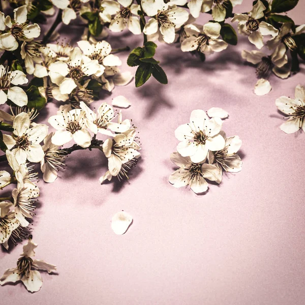 Tavaszi virága a lila háttérben — Stock Fotó