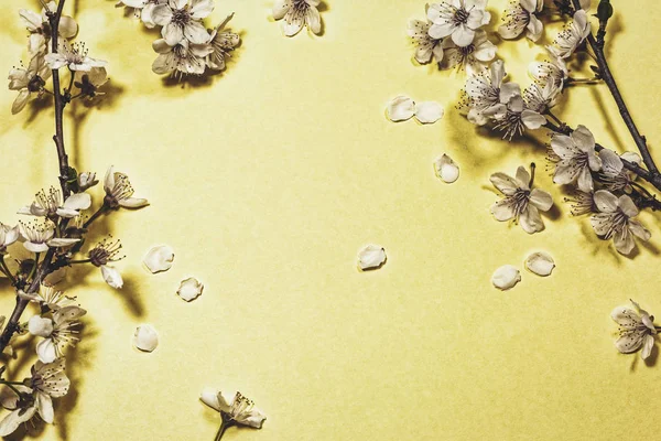 Άνοιξη blossom σε κίτρινο φόντο — Φωτογραφία Αρχείου