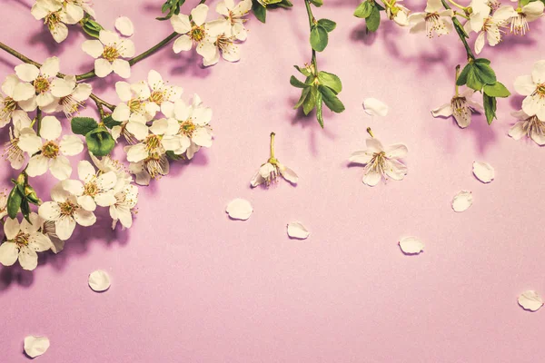 Primavera flor no fundo roxo — Fotografia de Stock