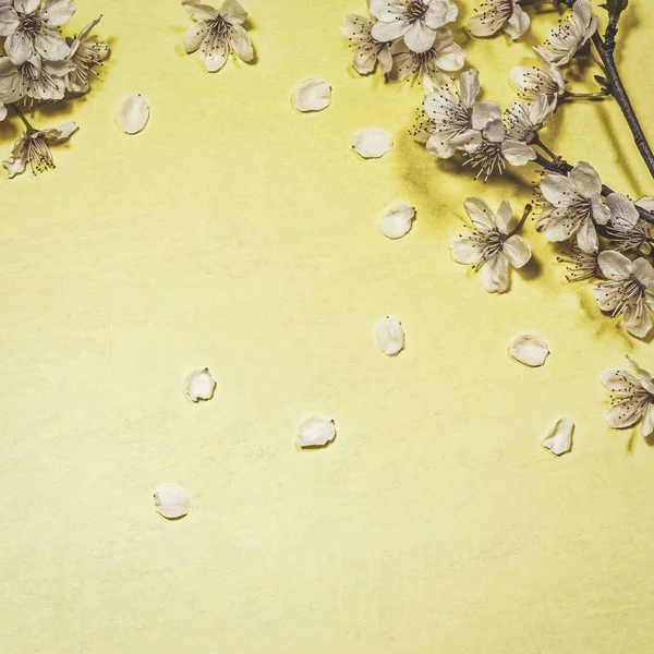 Άνοιξη blossom σε κίτρινο φόντο — Φωτογραφία Αρχείου