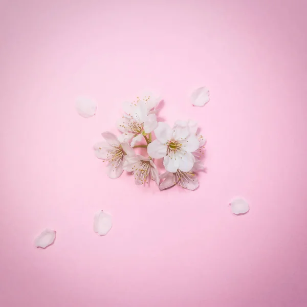 Fioritura di primavera su sfondo rosa — Foto Stock