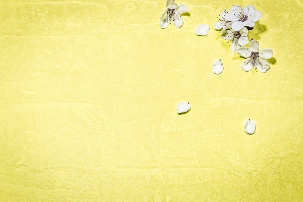 Flor de primavera sobre fondo amarillo — Foto de Stock