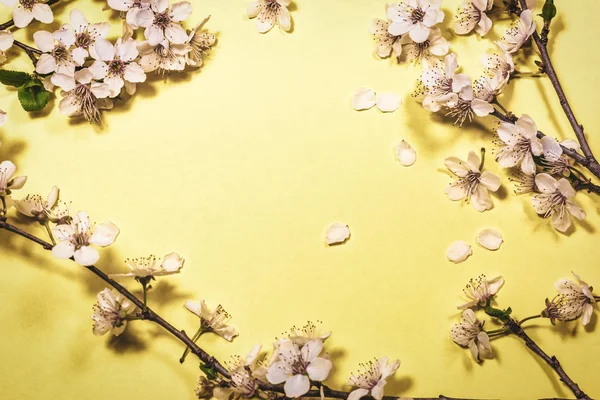 Tavaszi virága a sárga háttér — Stock Fotó