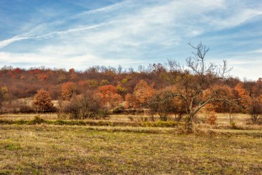 Sonbahar renkli manzarada
