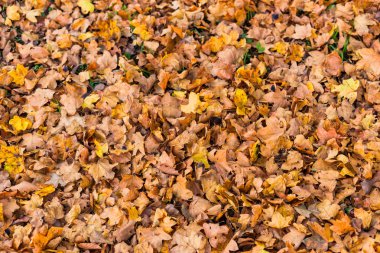 sonbahar yaprakları arka plan