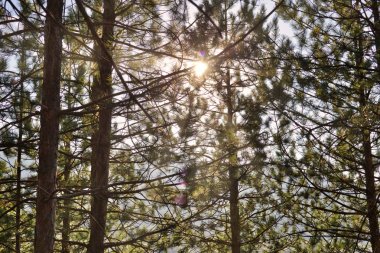 çam ormanı içinde güzel güneş ışınları