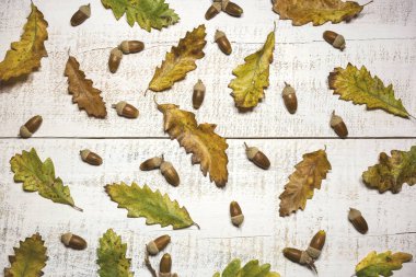 Meşe palamudu ve yapraklı sonbahar kompozisyonu