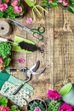 Bahçecilik sınırında çeşitli çiçek ağaçları ve ahşap arka planda bahçe aletleri var. Bahçe konseptine bahar geldi. Üst görünüm, metin için yer.
