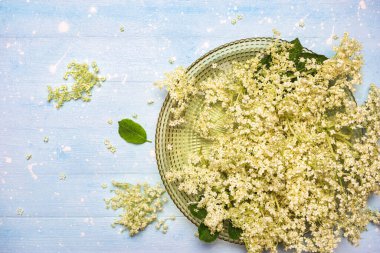 Elder çiçeğinin taze dalları, ev yapımı yaşlı çiçekleri hazırlamaya hazır. Kopyalama alanı olan üst görünüm.