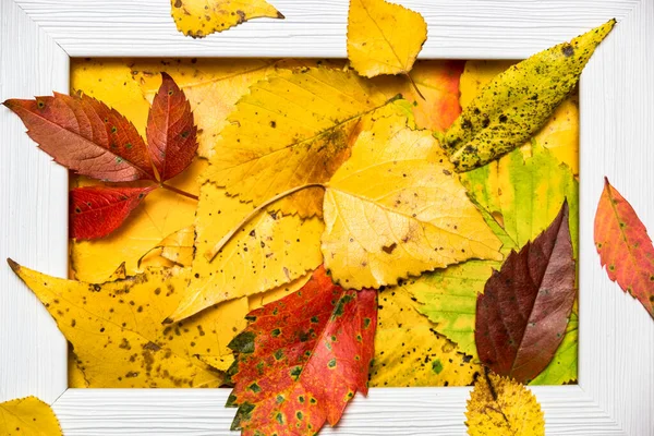 Kreatywny Układ Wykonany Kolorowych Jesiennych Liści Pustej Ramki Leżeć Płasko — Zdjęcie stockowe
