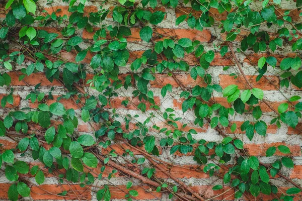 Winorośl Ścianie Czerwonej Cegły — Zdjęcie stockowe