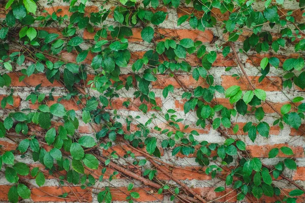 Vinha Parede Tijolo Vermelho — Fotografia de Stock