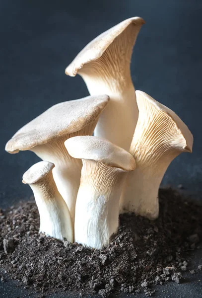 King Oyster Mushrooms Closeup — Stock Photo, Image
