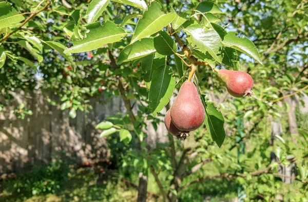 庭に梨枝 — ストック写真