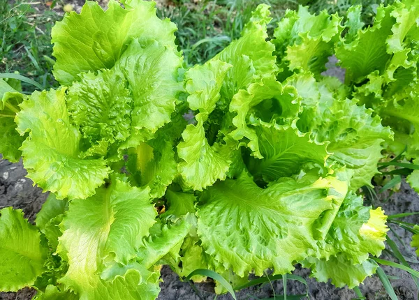 Växande Färsk Sallat Ovanifrån — Stockfoto