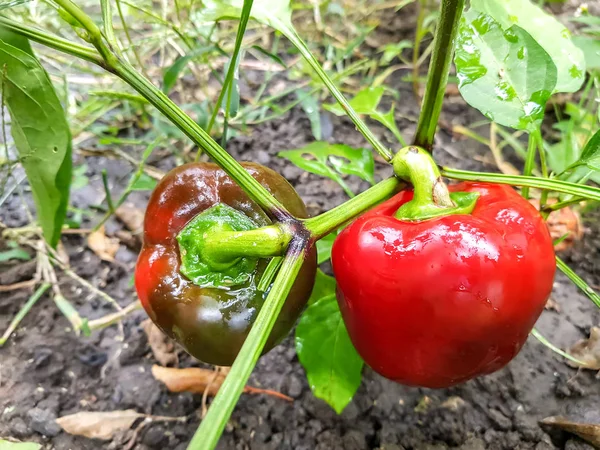 家庭菜園での赤ピーマン — ストック写真