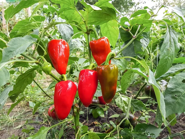 Red bell peppers  in the vegetable garden