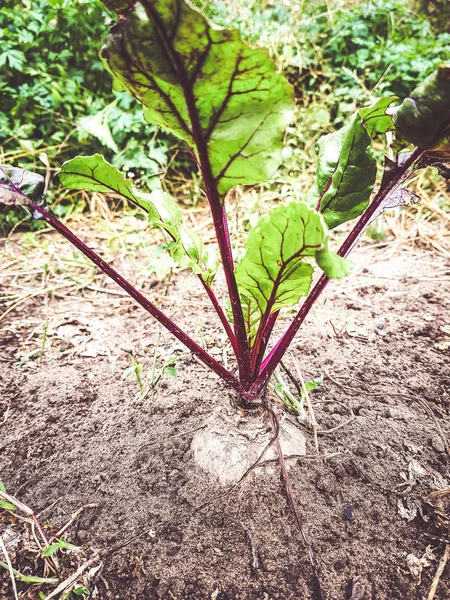 Rote Bete Gemüsegarten — Stockfoto