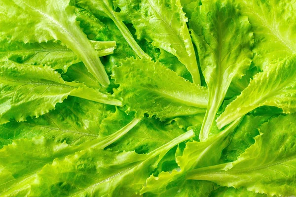 Blätter von frischem Salat aus nächster Nähe — Stockfoto