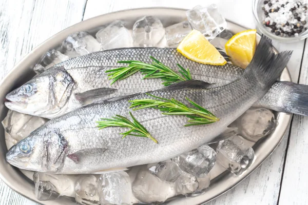 Fresh sea bass fish — Stock Photo, Image