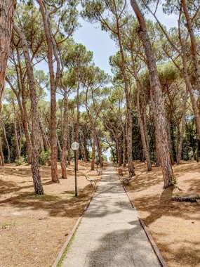 Yaz aylarında kozalaklı park