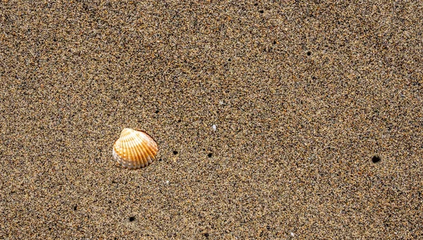 Seashell pe plaja cu nisip — Fotografie, imagine de stoc