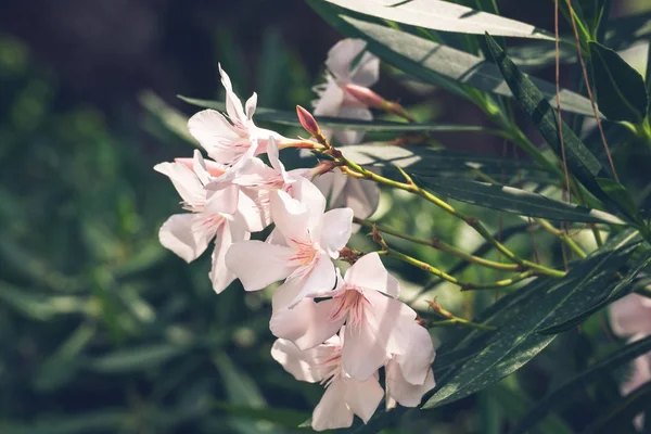 Flowers in the summer garden — Stock Photo, Image