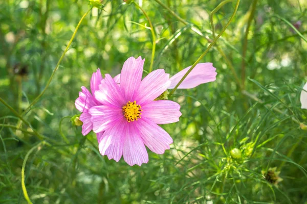 Cosmos flower — Stock Photo, Image