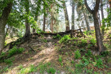 Yaz aylarında iğne yapraklı orman