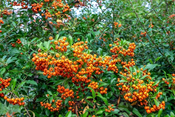 Vogelbeere mit Beeren — Stockfoto