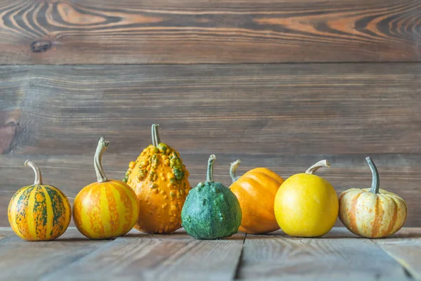 Ornamental pumpkins — Stock Photo, Image