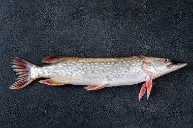 Koyu arka planda ham kuzey çıkıntısı yatıyordu