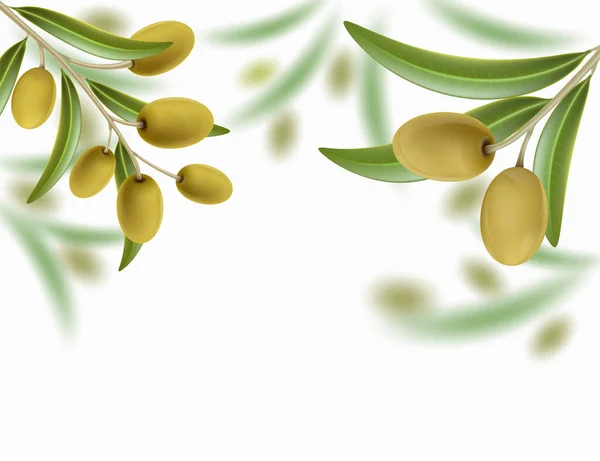 Grönt Olivträd Med Mogna Frukter Isolerad Vit Bakgrund Vektorillustration — Stock vektor