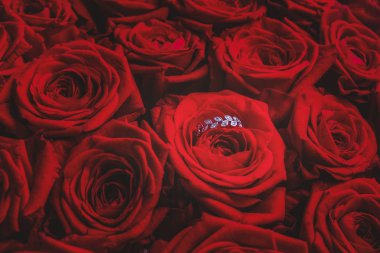 Kırmızı gül buketi, arka plan kırmızı gül içinde elmas yüzük