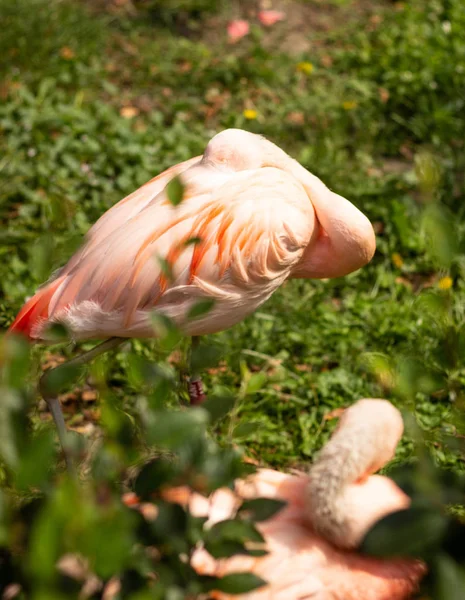 Yeşil Yaprakları Nda Iki Kuş Pembe Flamingo Açık Havada Yakın — Stok fotoğraf