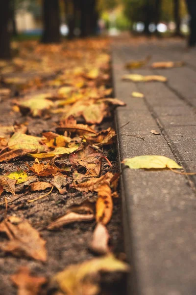 Hojas Otoño Una Pista Primer Plano Del Parque — Foto de Stock