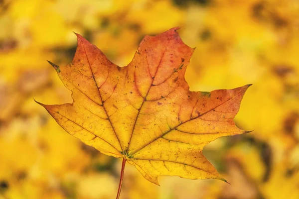 Hoja Arce Amarillo Otoño Sobre Fondo Follaje Amarillo — Foto de Stock